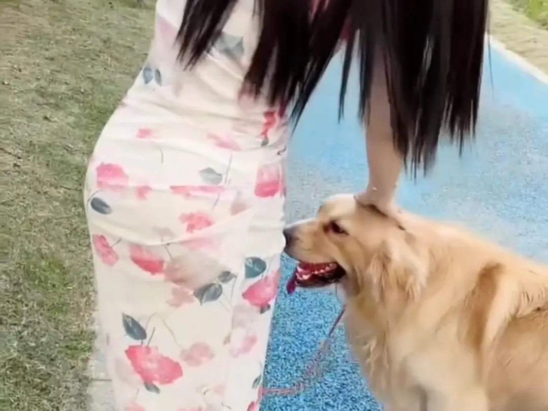 免费获取《抖音香香公主与爱犬》爱犬金毛科普视频完整版，抖音香香公主与爱犬直播回放无广告在线流畅观看